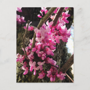 Frühlings-Rosa-Blume Postkarte