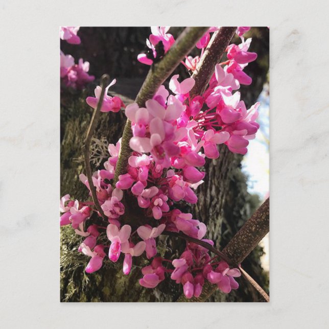 Frühlings-Rosa-Blume Postkarte (Vorderseite)