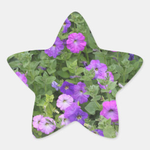 Frühlings-Sommer-Blumenlila Petunien-Blumen-Dekor Stern-Aufkleber
