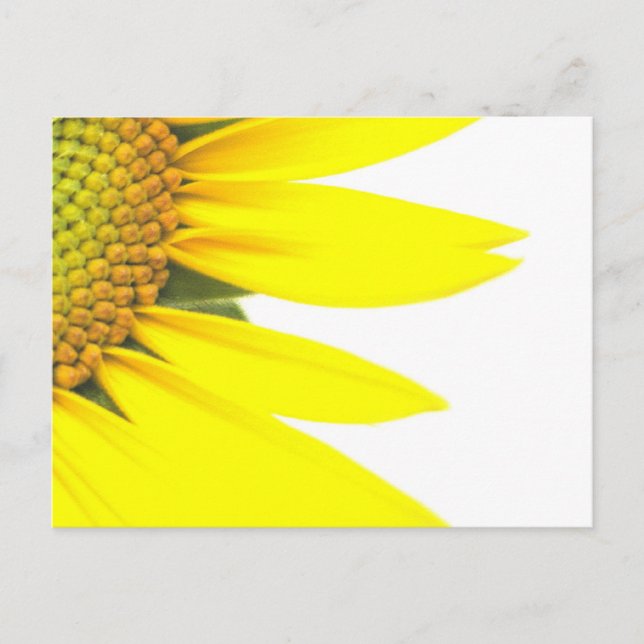 Frühlings-Sonnenblumen Postkarte (Vorderseite)