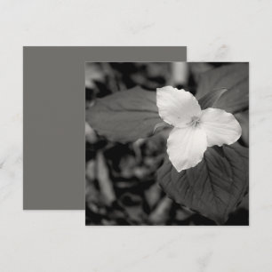 Frühlings-Trillium Schwarz-Weiß  Mitteilungskarte