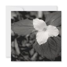 Frühlings-Trillium Schwarz-Weiß 