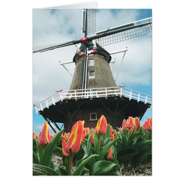 Frühlings-Tulpe-Windmühle (Vorne)