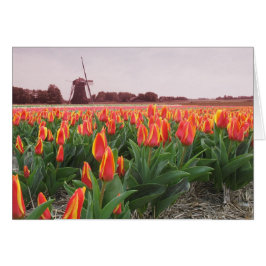 Frühlings-Tulpe-Zeit-Blumen-Feld und Windmühle