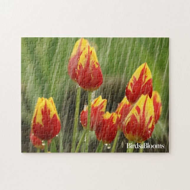 Frühlings-Tulpen (Horizontal)