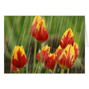 Frühlings-Tulpen