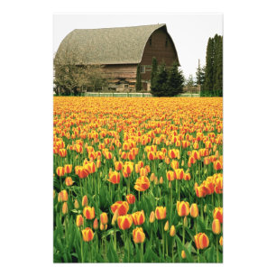 Frühlings-Tulpen blühen vor einer alten Scheune. Fotodruck