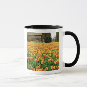 Frühlings-Tulpen blühen vor einer alten Scheune. Tasse