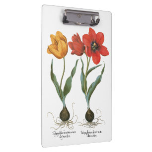 Frühlings-Tulpen-Blumen von Basilius Besler Klemmbrett