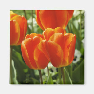 Frühlings-Tulpen-Garten Magnet