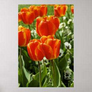 Frühlings-Tulpen-Garten Poster