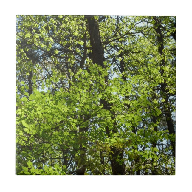 Frühlingsapfel Verlasse Natur Fliese (Vorderseite)