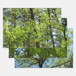 Frühlingsapfel Verlasse Natur Geschenkpapier Set