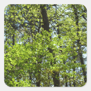Frühlingsapfel Verlasse Natur Quadratischer Aufkleber