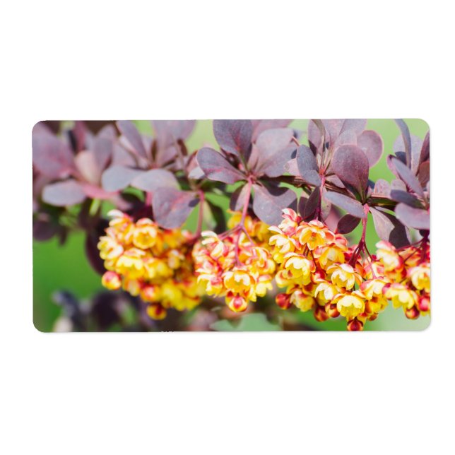 Frühlingsblühen (Vorne)