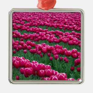 Frühlingsblühende Tulpenzwiebeln im Garten zeigen Silbernes Ornament