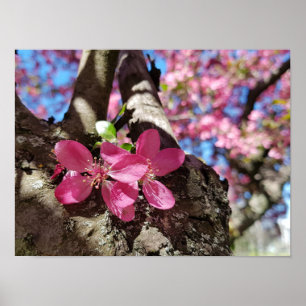 Frühlingsblühender Apfelbaum. Pinke Blumen Poster