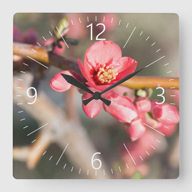 FrühlingsBlume Quadratische Wanduhr (Vorderseite)