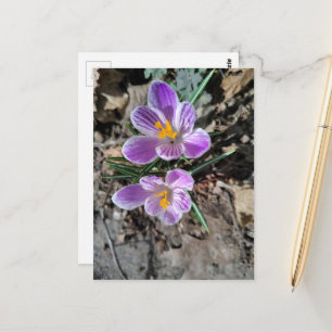 Frühlingsblumen 2026 Lila Krokus Postkarte