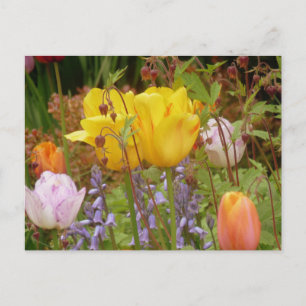 Frühlingsblumen an der Grenze Postkarte