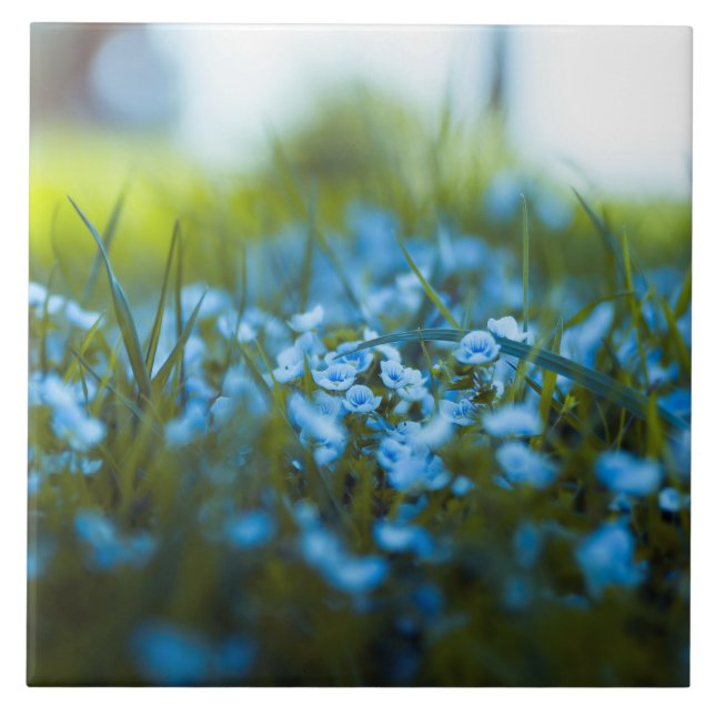Frühlingsblumen auf dem Feld Fliese (Vorderseite)
