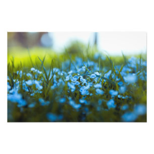 Frühlingsblumen auf dem Feld Fotodruck