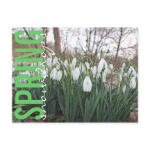 Frühlingsblumen, blumenweiße Schneefälle