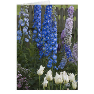 Frühlingsblumen entlang eines Gartenwegs, Georgia
