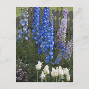 Frühlingsblumen entlang eines Gartenwegs, Georgia  Postkarte