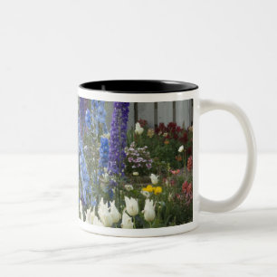 Frühlingsblumen entlang eines Gartenwegs, Georgia Zweifarbige Tasse