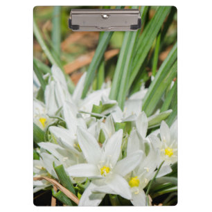 Frühlingsblumen Klemmbrett