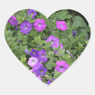 Frühlingsblumen Lila Garten Petunia Foto Herz-Aufkleber