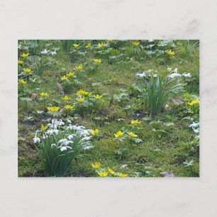 Frühlingsblumen Postkarte