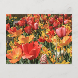 Frühlingsblumen Postkarte