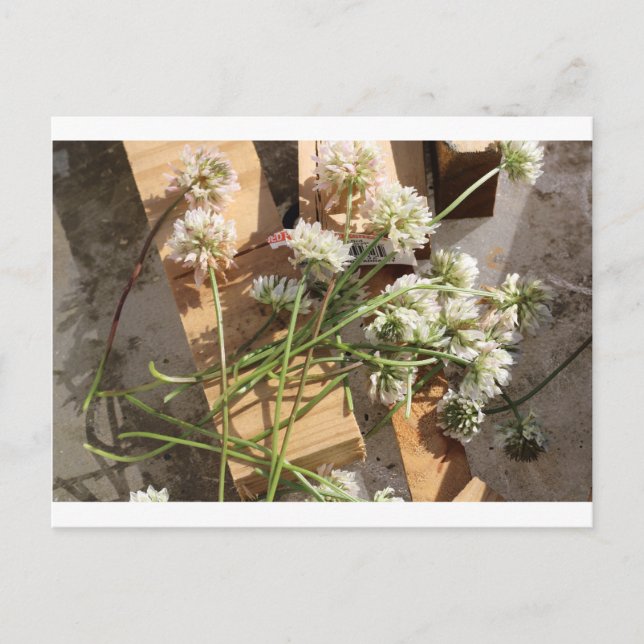 Frühlingsblumen Postkarte (Vorderseite)