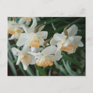 Frühlingsblumen Postkarte