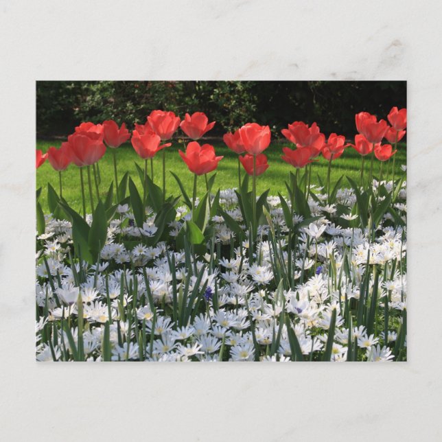 Frühlingsblumen Postkarte (Vorderseite)