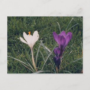 Frühlingsblumen Postkarte