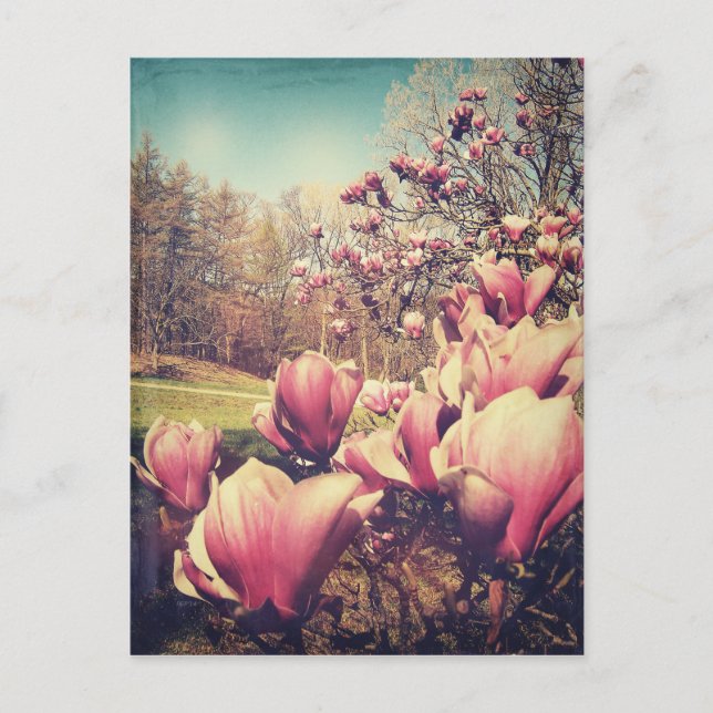 Frühlingsblumen Postkarte (Vorderseite)
