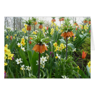 Frühlingsblumen Spaß - gelb und orange