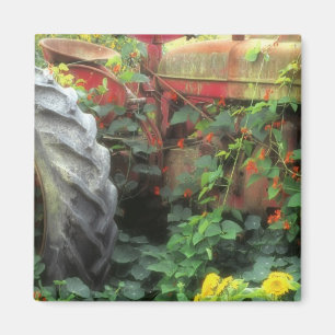 Frühlingsblumen zieren einen alten Traktor. Magnet