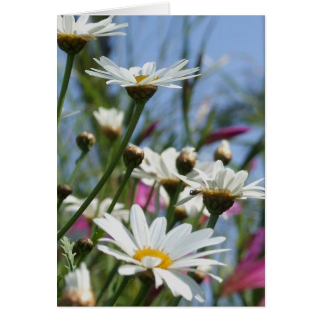 Frühlingsblumenkarte (Vorne)