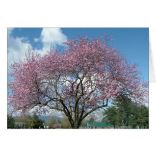 Frühlingsblüte
