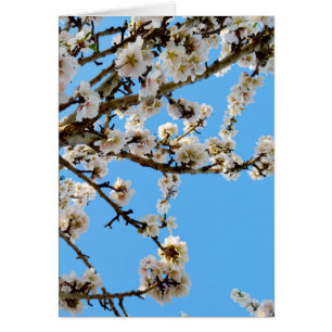 Frühlingsblüte der Liebe,