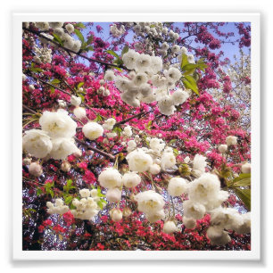 Frühlingsblüte in Wales in Weiß und Rosa Fotodruck