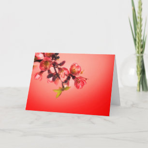 Frühlingsblüte über rotem Hintergrund Feiertagskarte