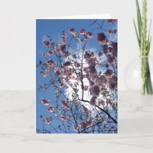 Frühlingsblüte von der Loch- Nessgruß-Karte Karte