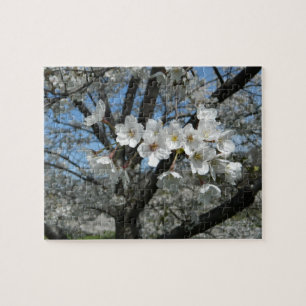Frühlingsblüten