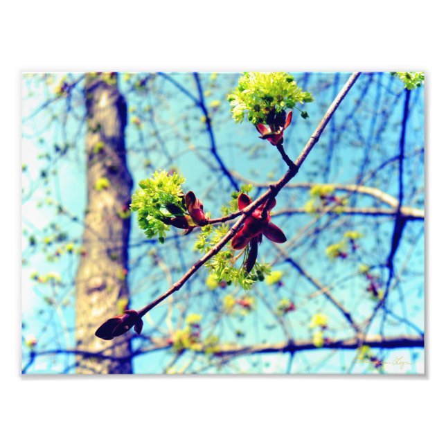 Frühlingsblüten Ahornbaum stilisiert Fotodruck (Vorne)