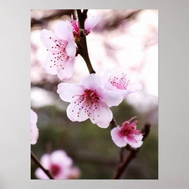 Frühlingsblüten Poster (Vorne)